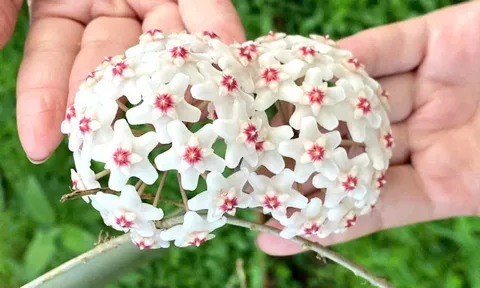 Thanh niên 9x khởi nghiệp thành công với giống hoa lạ
