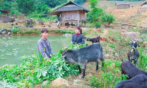 Trang trại đẹp như tranh giúp chàng trai Mường thu tiền tỉ mỗi năm