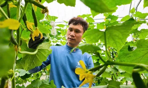 Kỹ sư cơ khí chuyển nghề làm nông nghiệp công nghệ cao